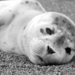 a grey seal laying on top of a sandy beach