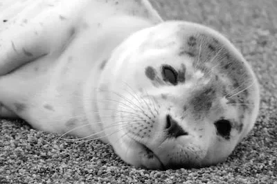 Decoding The Symbolism of Baby Seal Dreams