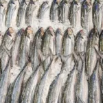 gray fish on white textile