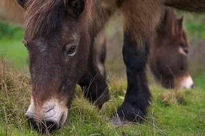 Uncovering the Meaning of Dreaming of a White Pony: Purity, Freedom, and More