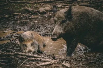 The Symbolic Power and Meaning of Boar Dreams