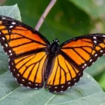 monarch butterfly perched on green leaf