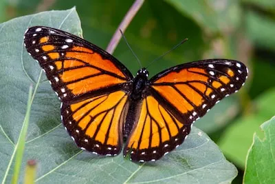 Decoding the Symbolic Meaning of Dead Butterflies in Dreams