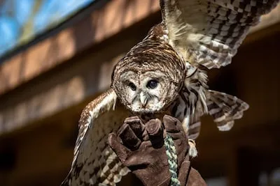 Dreaming of Barred Owls: Unpacking Meaning and Wisdom