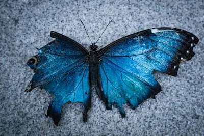 Unlocking the Power of Blue Butterfly Dreams