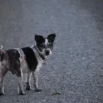 a small black and white dog standing on a gravel road