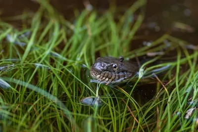 The Symbolism Behind Dreaming of Giant Snakes