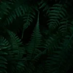 green ferns on a black background