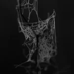 grayscale photo of a spider's web