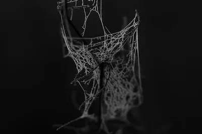 Decoding Dreams about Finding Spider Web In Your House: Implications for Growth