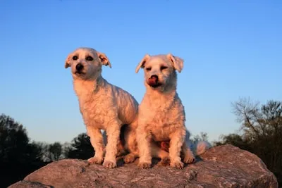 Dreaming of a Small White Dog: Exploring Its Symbolism and Meaning