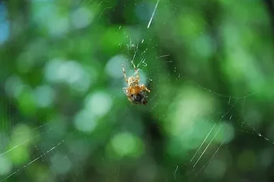 Unpacking Dreams of Killing Tarantulas: Overcoming Fears & Growth: