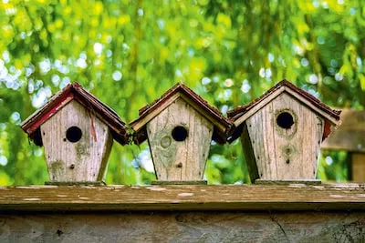 Dreaming About a Birdhouse: Meanings of Security and Growth