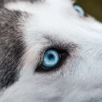 close-up photography of Siberian husky