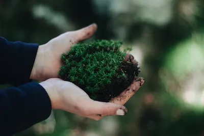 Interpreting the Symbolism of Moss and Algae in Pool Dreams