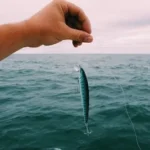 person holding blue and black fishing baits