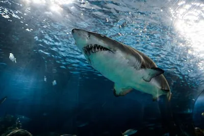 Interpreting the Meaning Behind Dreams of Sharks Devouring Each Other