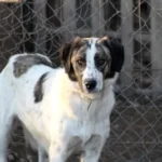 white and brown short coated dog standing on brown field during daytime