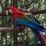 red and blue bird standing on brown wooden stick