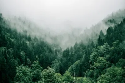 Decoding the Symbolic Meaning of Dreams About a Tree Falling on a House