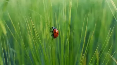 Meaning of Dreaming of an Orange Ladybug: Creativity, Luck, and More