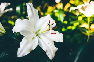 Revealing the Powerful Meaning Behind Dreaming of White Lilies