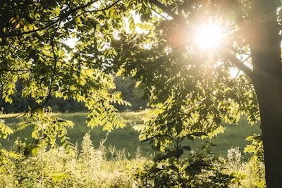 Meaning of Dreaming about Picnics on Grass: Personal and Professional Insights