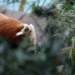 a close up of a red panda in a tree