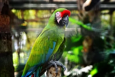 Decoding the Spiritual and Emotional Implications of Dreaming About White Parrots