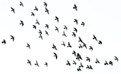 Decoding the Symbolism of Birds in Dreams