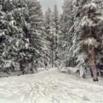 snow-covered pine tree under cloudy sky