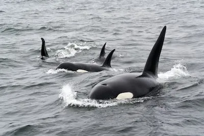 Dreaming of Orcas: Unveiling Meaning and Growth Insights