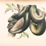 green and black snake illustration