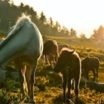 horses eating grass