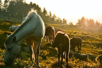 Dreaming About a Golden Horse: Decoding Symbols of Success and Growth