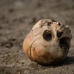 a skull is sitting on the ground in the dirt