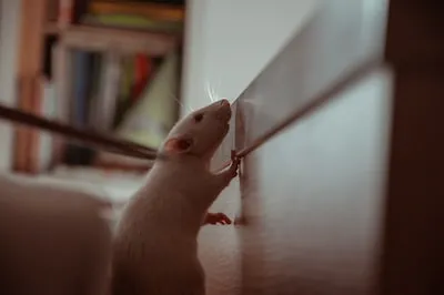 Understanding the Meaning Behind Rat Dreams: Anxiety, Obstacles & Growth