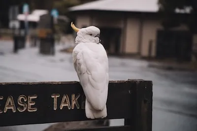 Decoding the Meaning of Dreams of White Cockatoos