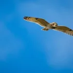 brown and white owl flying under blue sky during daytime