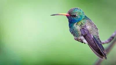 Interpreting the Meaning of Birds Fighting Dreams