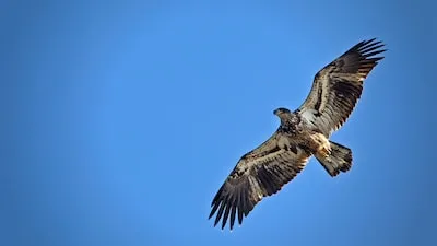 Dreaming of Hawk Attacks: Insights into Fear Confrontation and Resilience