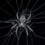 grayscale photography of spider