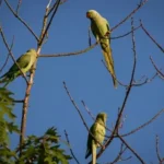 two green and yellow birds on brown tree branch