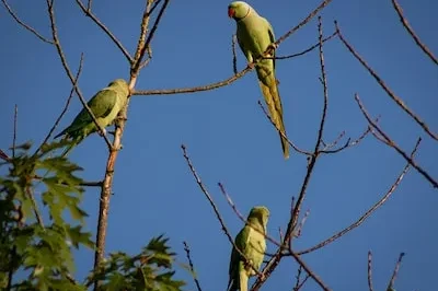 Dreaming of Blue Parakeets: Decoding the Symbolic Meanings