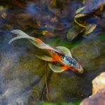 orange koi fish on body of water