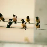 ten birds sits on wire