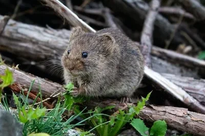 Decoding the Significance of a Mole Biting Your Hand in Dreams