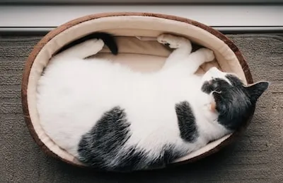 Dreaming of a Cat Bed: Decoding Its Symbolism and Meanings