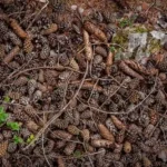 brown and grey pinecones lot