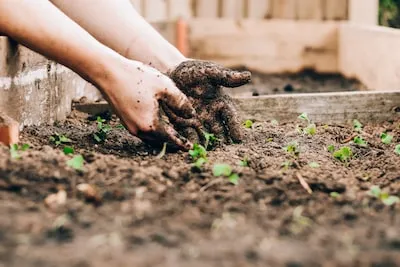 Uncovering the Meaning in Cactus Planting Dreams